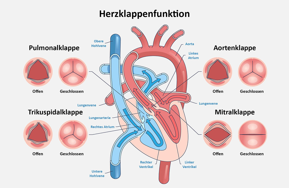 Grafik der Herzklappenfunktion mit Mitral-, Aorten- und Trikuspidalklappe