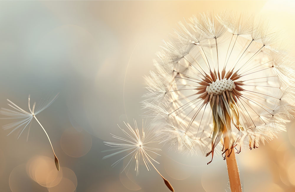 Pusteblume im Gegenlicht als Symbol für Neubeginn